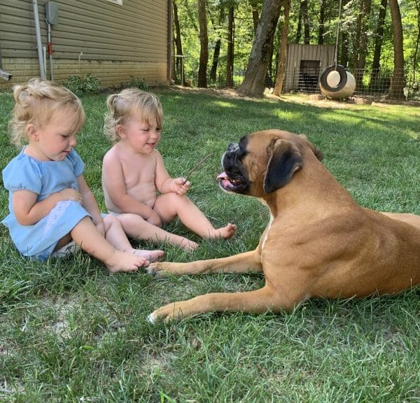 Two little girls sitting on the grass with a boxer dog.
