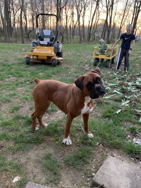 A boxer dog standing in the grass next to a lawn mower.