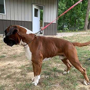 A brown and white boxer dog standing on a leash.