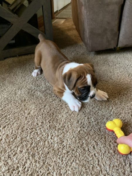 Boxer puppy playing with a toy on the floor. Find Boxer Puppies for Sale now!